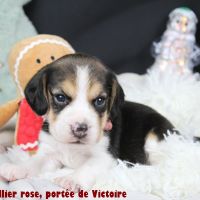 Chiots beagle lof à vendre #3