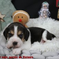 Chiots beagle lof à vendre #5