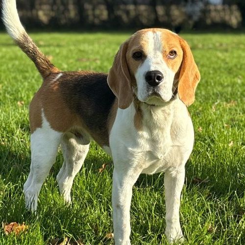Magnifique mâle beagle lof de 2 ans #1