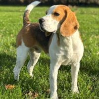 Magnifique mâle beagle lof de 2 ans #2