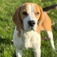 Magnifique mâle beagle lof de 2 ans