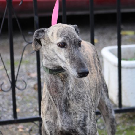 Tierra, 6 ans superbe galga à adopter #1