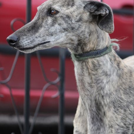 Tierra, 6 ans superbe galga à adopter #2