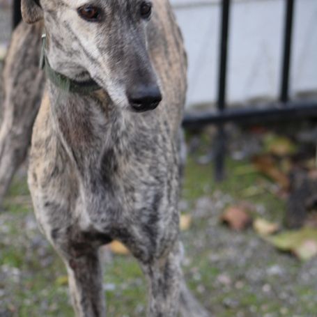 Tierra, 6 ans superbe galga à adopter
