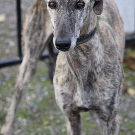Tierra, 6 ans superbe galga à adopter #5