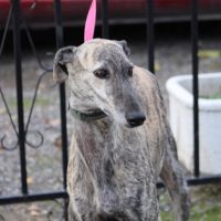 Tierra, 6 ans superbe galga à adopter #1