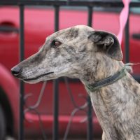 Tierra, 6 ans superbe galga à adopter #4