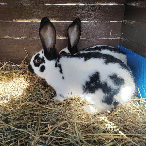 Lapin géant papillon #1