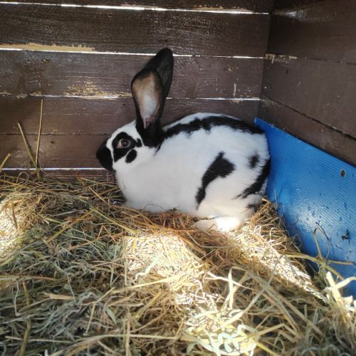 Lapin géant papillon #2