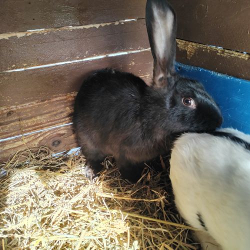 Lapin géant papillon