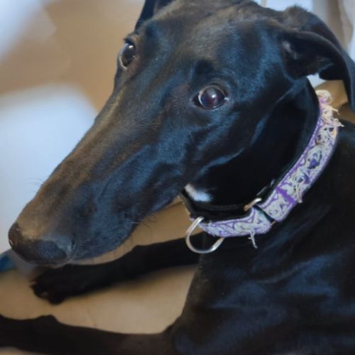 Furia, galgo de 8 mois qui revient de loin