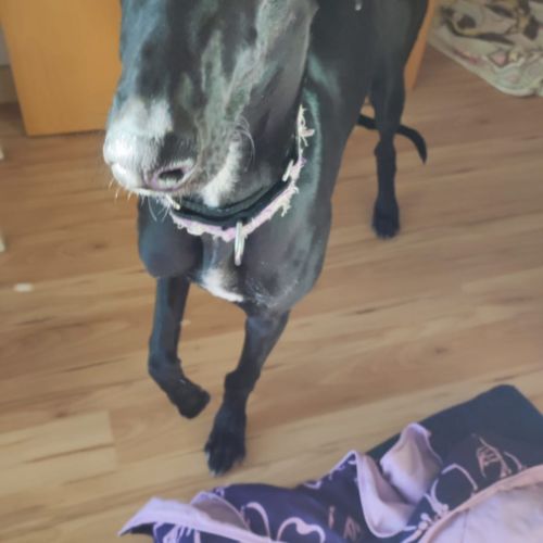 Furia, galgo de 8 mois qui revient de loin #2