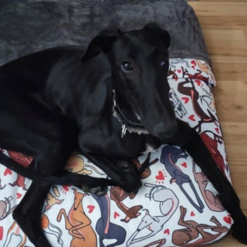 Furia, galgo de 8 mois qui revient de loin #3