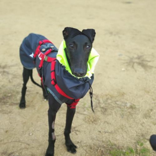 Furia, galgo de 8 mois qui revient de loin #4