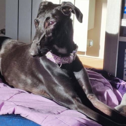 Furia, galgo de 8 mois qui revient de loin #5