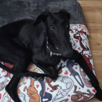 Furia, galgo de 8 mois qui revient de loin #3