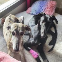Furia, galgo de 8 mois qui revient de loin #6