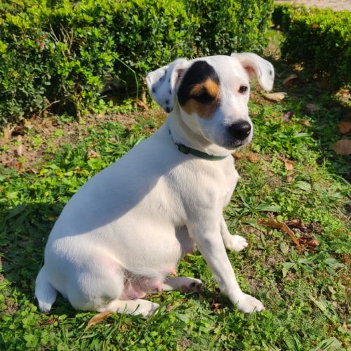 4 chiots jack russel terrier #1