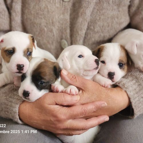 4 chiots jack russel terrier #2