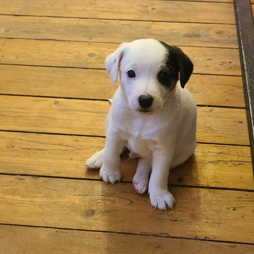 4 chiots jack russel terrier #3