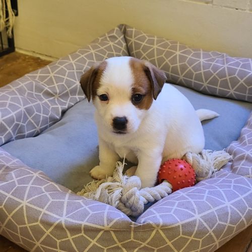 4 chiots jack russel terrier #4