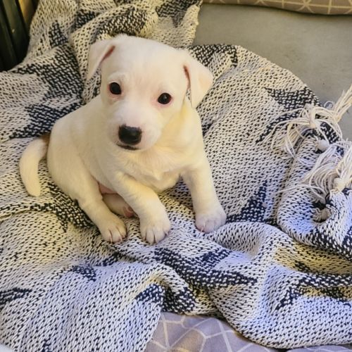 4 chiots jack russel terrier #5