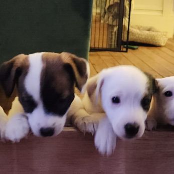 4 chiots jack russel terrier #0