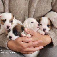 4 chiots jack russel terrier #2
