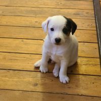 4 chiots jack russel terrier #3
