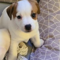 4 chiots jack russel terrier #6