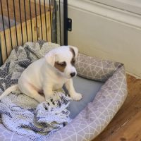 4 chiots jack russel terrier #7