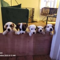 4 chiots jack russel terrier #8
