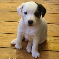 4 chiots jack russel terrier #10