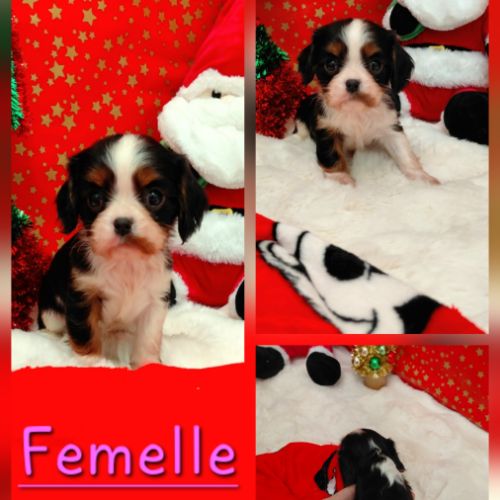 Chiots cavalier king charles #0