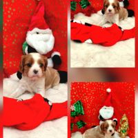 Chiots cavalier king charles #1