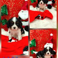Chiots cavalier king charles #3