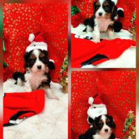 Chiots cavalier king charles #4