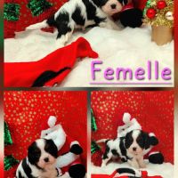 Chiots cavalier king charles #5