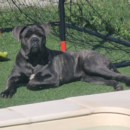 Jeune cane corso male #2