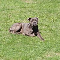 Jeune cane corso male #1