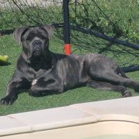 Jeune cane corso male #2