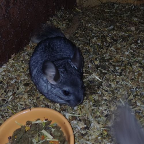 Jeunes femelles chinchillas #1