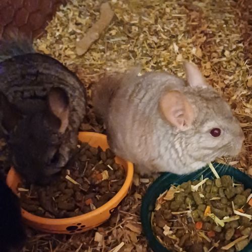 Jeunes femelles chinchillas #0