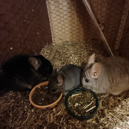 Jeunes femelles chinchillas #3