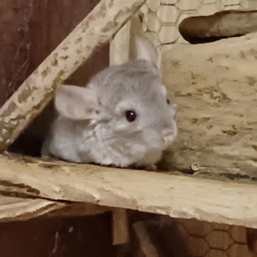 Jeunes femelles chinchillas #4