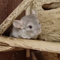 Jeunes femelles chinchillas #4