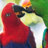 Cherche femelle eclectus