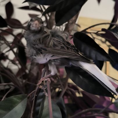 Canari frisé du nord gris #1