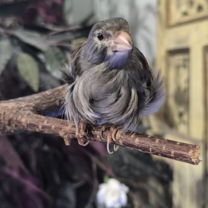 Canari frisé du nord gris