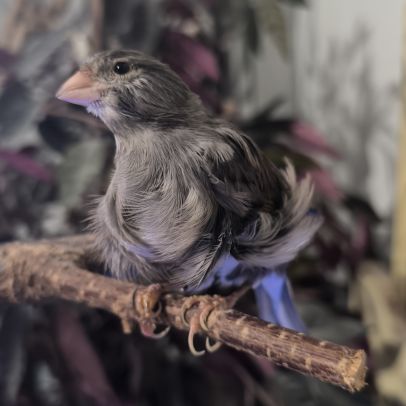 Canari frisé du nord gris #3